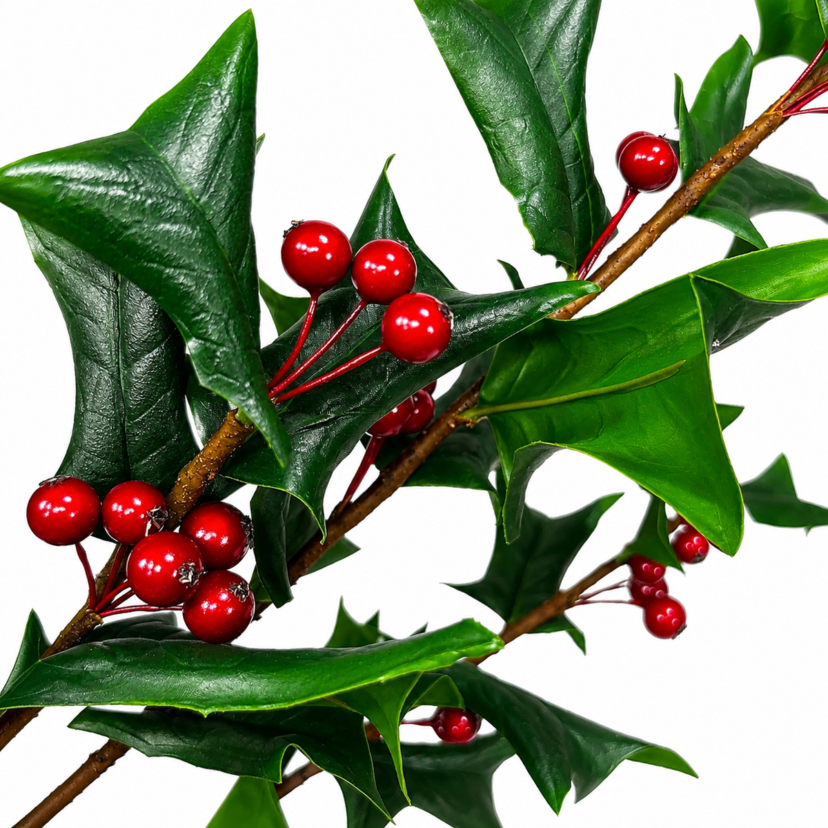 30" Fresh Cut Holly Leaves Spray with Berries
