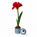 RED AMARYLLIS IN PORCELAIN BLUE AND WHITE POT