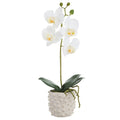 15.5"PHALAENOPSI PLANT CERAMIC VASE