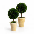 13" PRESERVED BOXWOOD TOPIARY IN POT (5" BALL AND 13" HEIGHT)-FRONT ONLY