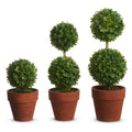 9" Potted Mini Boxwood Topiaries (LARGE ONLY)