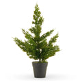 17" Potted Cedar Tree SHIPS 9/1/2026