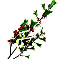30" Fresh Cut Variegated Holly Leaves Spray with Berries