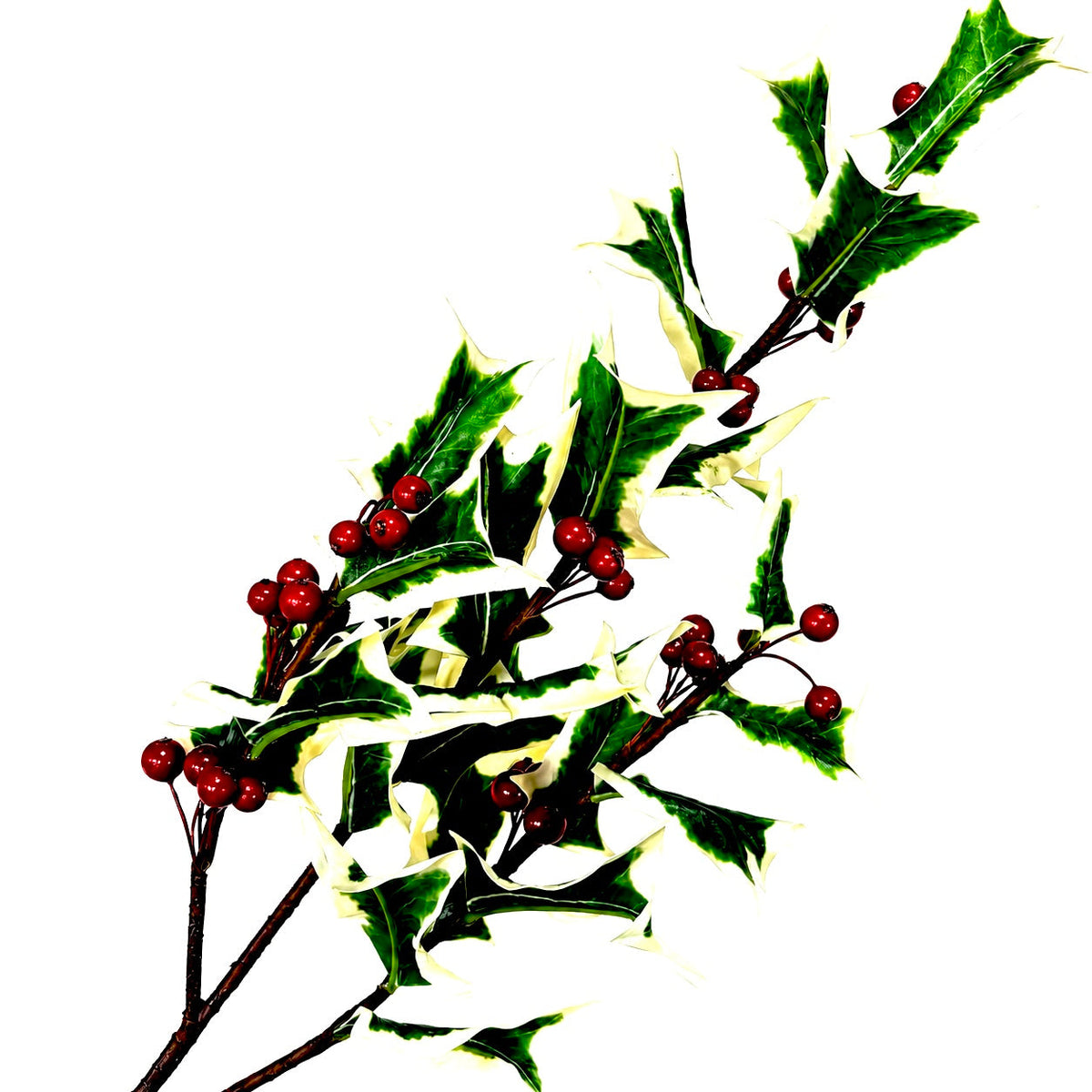 30" Fresh Cut Variegated Holly Leaves Spray with Berries