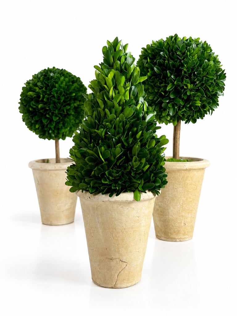 13" PRESERVED BOXWOOD CONE TOPIARY IN POT (5" X 13")