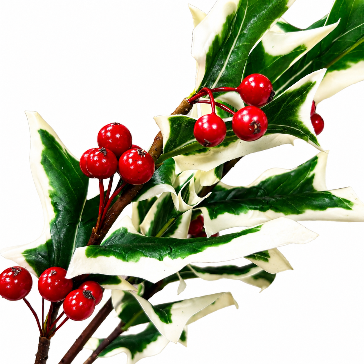 30" Fresh Cut Variegated Holly Leaves Spray with Berries