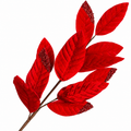 25" Red Velvet Magnolia Leaf Pick with Beads