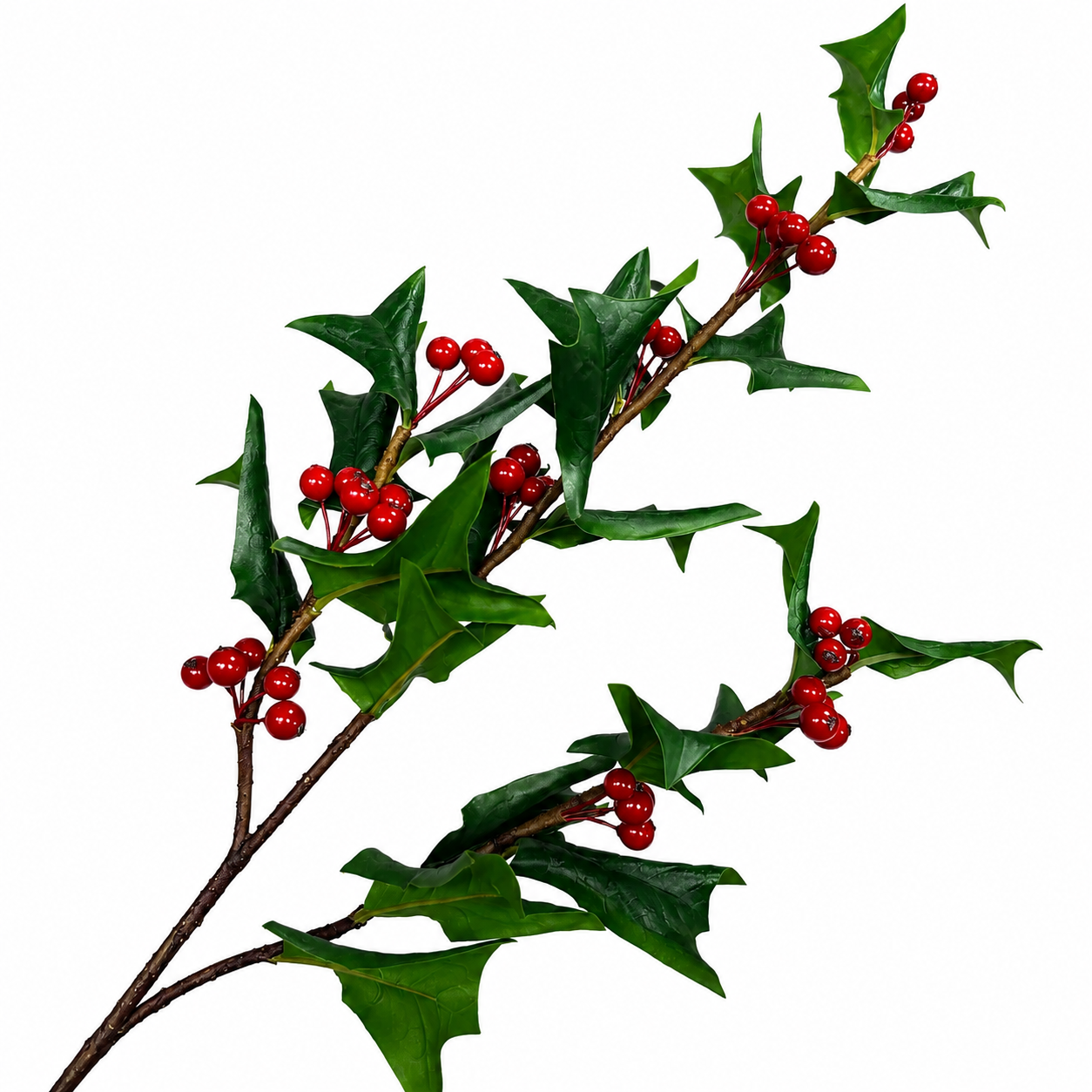 30" Fresh Cut Holly Leaves Spray with Berries