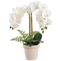24"PHALAENOPSI PLNT IN T/C POT
