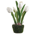10.5"TULIP IN SOIL WITH MOSS-WHITE