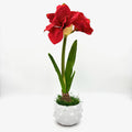 22" RED AMARYLLIS WITH BULB IN RAISED DOT CONTAINER
