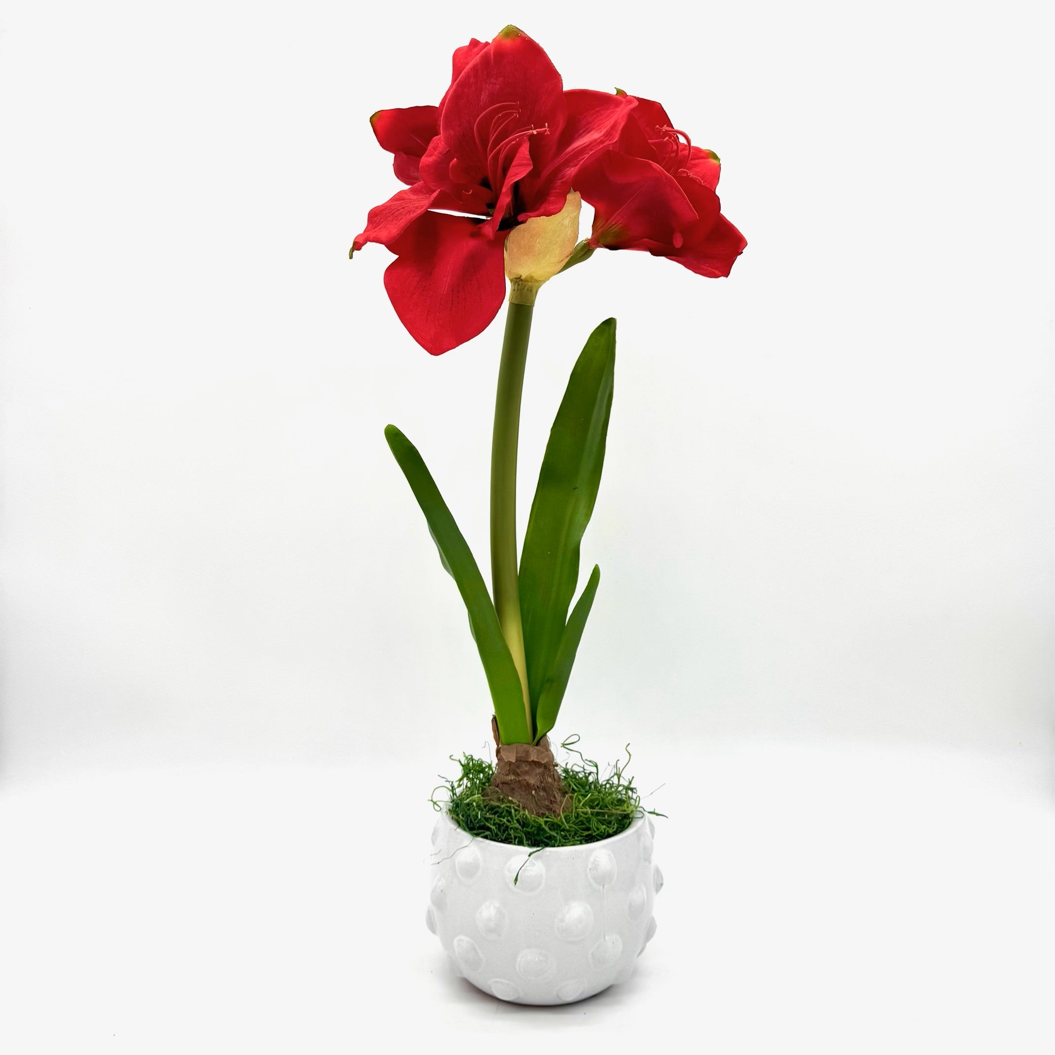 22" RED AMARYLLIS WITH BULB IN RAISED DOT CONTAINER