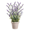 20"LAVENDER IN TERRA COTTA POT