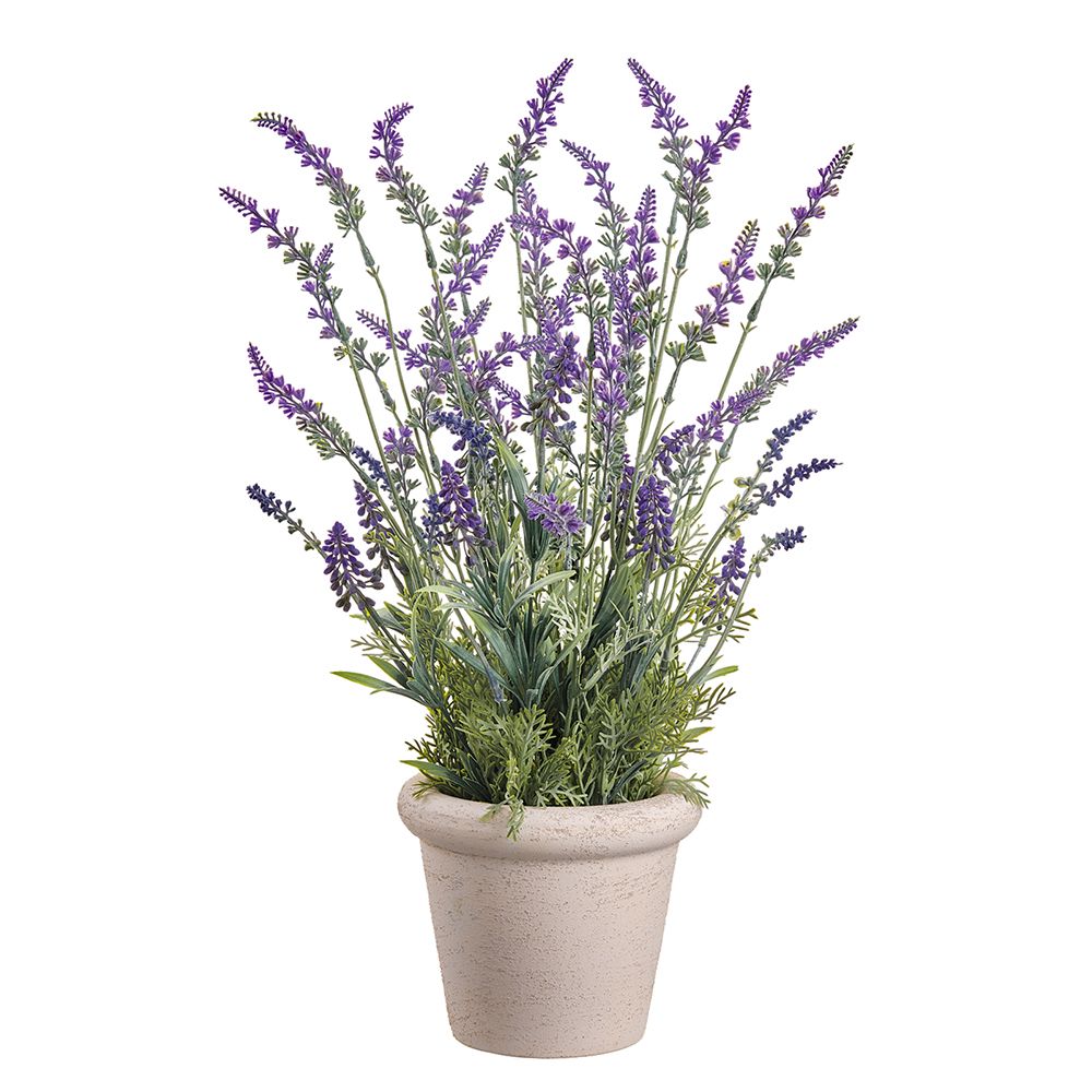 20"LAVENDER IN TERRA COTTA POT